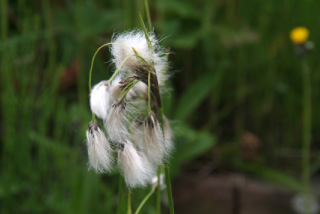 Eriophorum latifoliumBreed wollegras bestellen